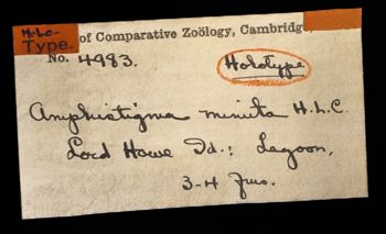 Media type: image;   Invertebrate Zoology OPH-4983 Description: Labels for this specimen included in the specimen tray.;  Aspect: labels
